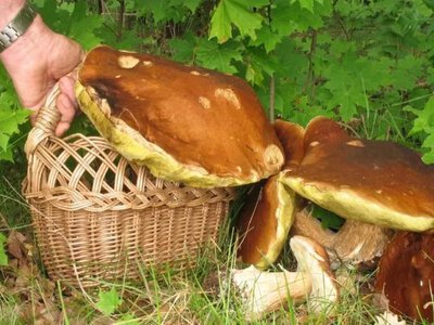 У лісі на Волині знайшли велетенський білий гриб (Фото)