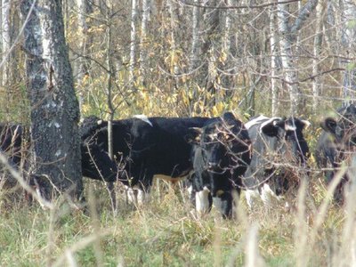 Під Чорнобилем збільшилось стадо здичавілих корів: науковці з Житомирщини дослідили феномен