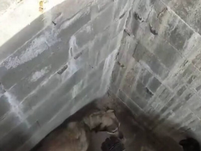 В Запоріжжі ДСНСники показали, як рятували песика, який впав у глибокий колодязь (відео)