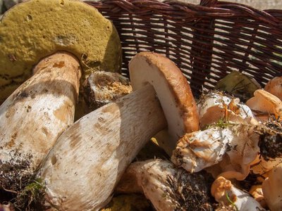 Гриби смерті: українці масово труяться дарами лісу