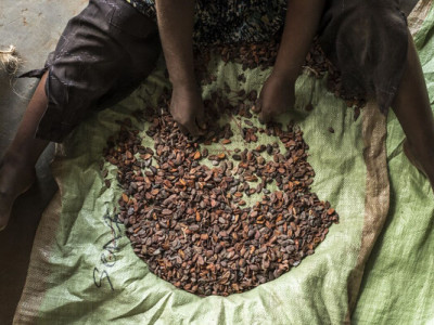 Кавова криза наближається: вирубка лісів у Бразилії порушує клімат і знищує врожаї