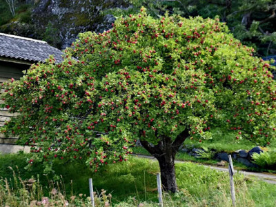 Підготовка яблунь до зими: секрети багатого врожаю
