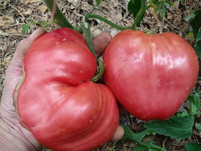 Дід-городник з досвідом 45 років сказав, як прискорити дозрівання помідорів у теплиці: 1 простий прийом