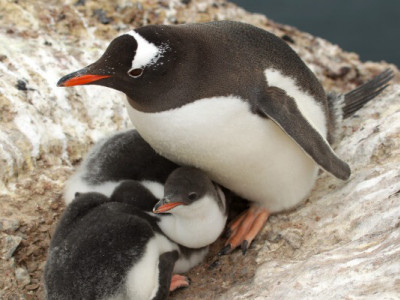 Пінгвіни біля станції Вернадський висадили перше яйце сезону