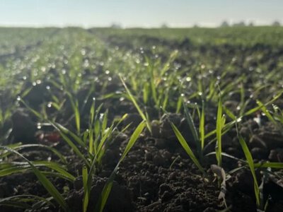 Як підвищити ефективність обприскування, якщо рослини мокрі