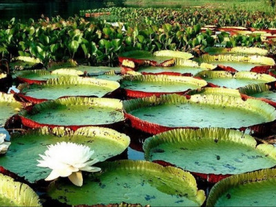 Рослина, що порушує закони природи: витримує 50 кг і сяє кольорами!