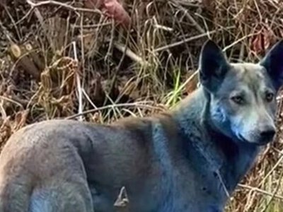 У Чорнобилі помітили собак із блакитною шерстю: вчені шукають пояснення дивному феномену