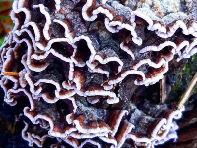 На Дніпропетровщині помітили найнебезпечніший гриб