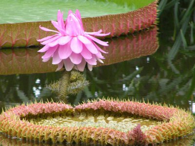 Вікторія амазонська: квітка, що змінює колір і тримає на собі 50 кг