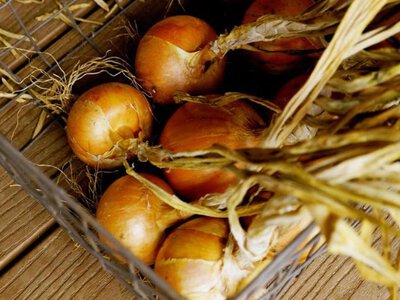 Як зберігати ріпчасту цибулю, щоби вона не псувалася до весни