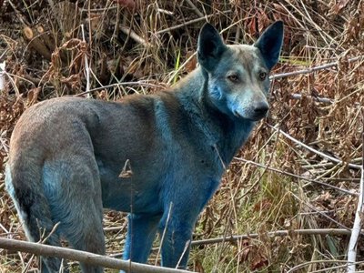 Причини поки невідомі. У Чорнобилі помітили собак із синьою шерстю