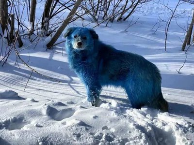 Сині собаки в Чорнобильській зоні: чому це сколихнуло мережу та яке пояснення