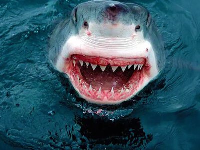 Вчені виявили несподівану правду про акул