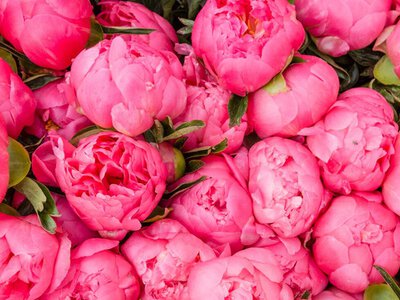 Шість типів рослин, до яких восени краще не підходьте із секатором – навесні залишитеся без квітів