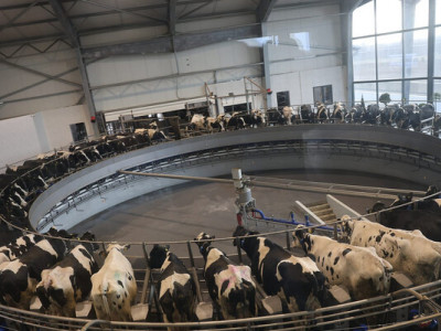 Фірма аграрія з Тернопільщини встановила молочний рекорд України