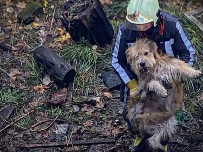 На Київщині врятували тварин, які впали у відстійник із водою