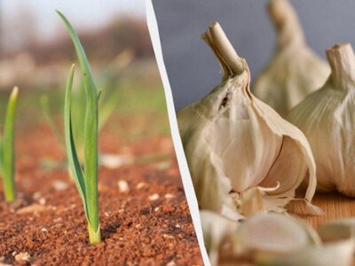 Чим накрити грядку з озимим часником і цибулею: секрети досвіченних огородників