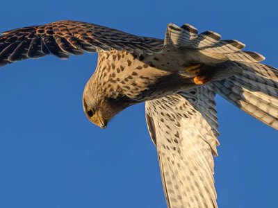Перната ППО: у Нікополі сокіл збив ворожий дрон і отримав поранення