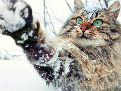 Коли в Україні чекати на перший сніг: метеорологиня здивувала прогнозом