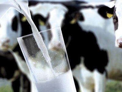 Українське молоко під загрозою: що відбувається?