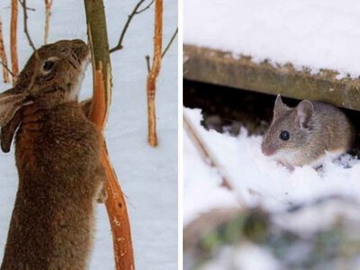 Гризуни в саду: як не стати “їдальнею” для мишей та зайців