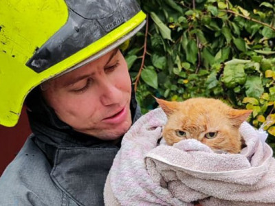 Рятувальники витягли кішку, яка впала у 10-метровий колодязь
