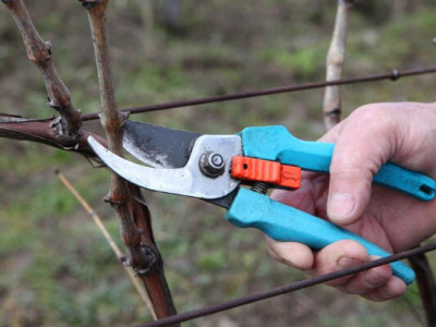 Осіння обрізка винограду: як не втратити урожай