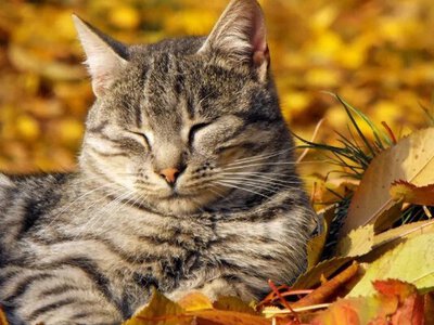 Листопад накриє Україну хвилею аномального тепла