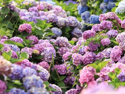 Колишній садівник короля порадив, як зробити гортензії яскравішими