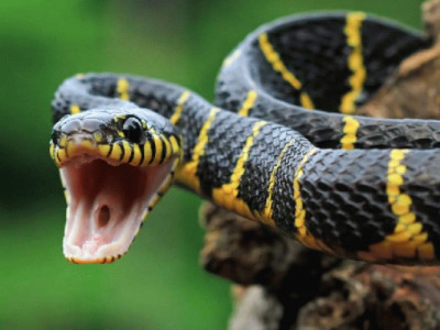 Змія, що смокче молоко: закарпатський міф, який насправді міг вбити плазуна