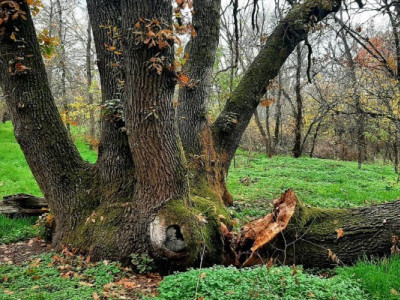 Легендарний дуб в плавнях Хортиці вже не семистовбуровий
