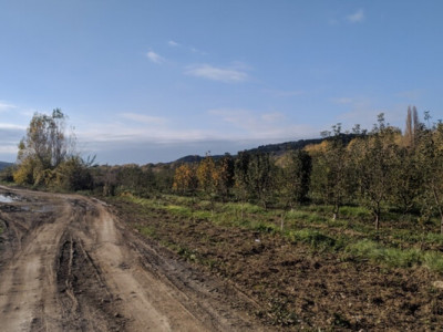 На околицях Севастополя знищують ліс під «виноградники» – ЦНС