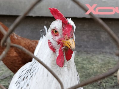  Загрожує діарея і навіть смерть: ці залишки з вашого столу заборонені для курей 