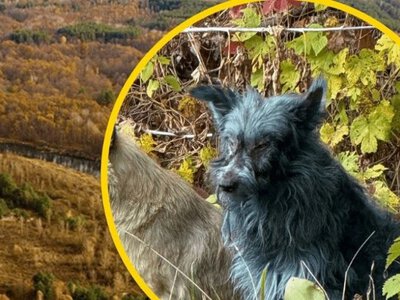 Собаки з синьою шерстю у Чорнобилі: що з ними не так?