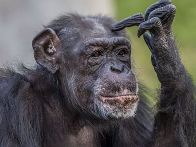 Шимпанзе вміють мислити як люди: вчені дійшли несподіваних висновків
