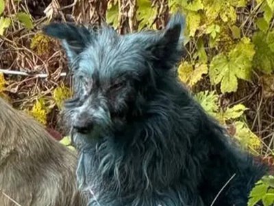 Загадкові сині пси Чорнобиля: науковці пояснили феномен