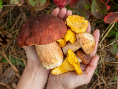 Сезон грибів. Як уникнути отруєння