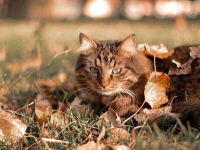 Бабине літо у листопаді: синоптик назвав дати, коли відчутно потеплішає