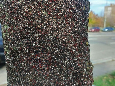 У Києві липові дерева вкрилися тисячами... клопів: чим це небезпечно?