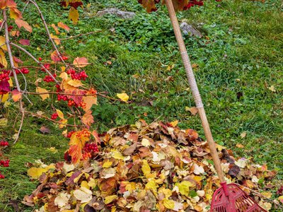 Усі досвідчені садівники в листопаді роблять це у своєму саду. Зробіть так само – і влітку зберете щедрий урожай