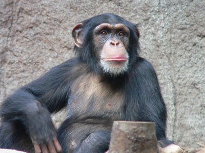 Людська логіка чи еволюція? Як шимпанзе вміють змінювати погляди