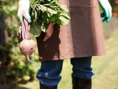 Не поспішайте закривати город: підзимовий посів, який дасть ранній урожай 