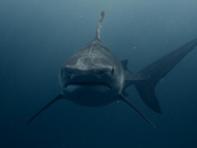 Вчені назвали єдиного хижака, якого бояться білі акули: як він паралізує жертву