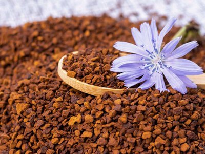 Цикорій без прикрас: правда про користь і побічні ефекти