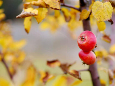 Як захистити яблуневий сад після збору врожаю: поради експертів