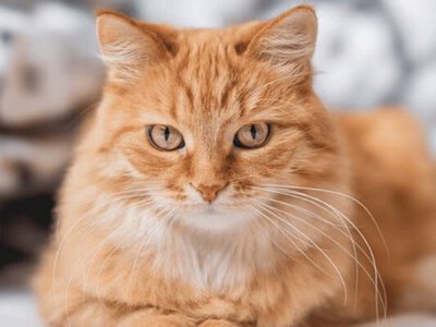 У Франції суд покарав жінку за витівки її кота