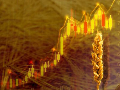 В Україні дорожчає пшениця: ціни ростуть через дефіцит пропозиції та подорожчання логістики