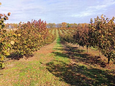 Фундук із Волині: фермер отримав грант і запускає власну лінію переробки горіхів