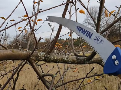 Як правильно обрізати яблуню восени: три головні правила