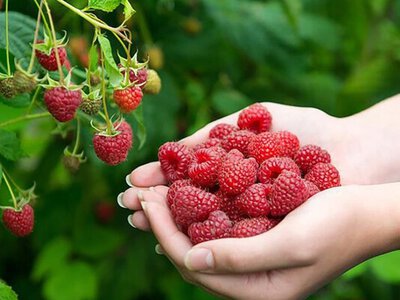  Зробіть це з малиною зараз, якщо бачите зелені ягоди: крутий лайфхак 